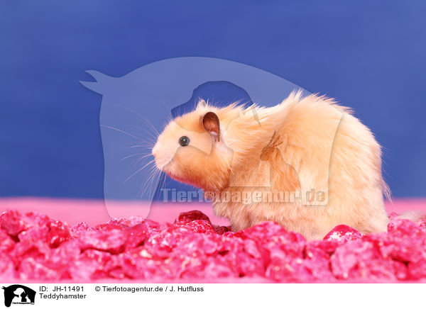 Teddyhamster / longhaired hamster / JH-11491