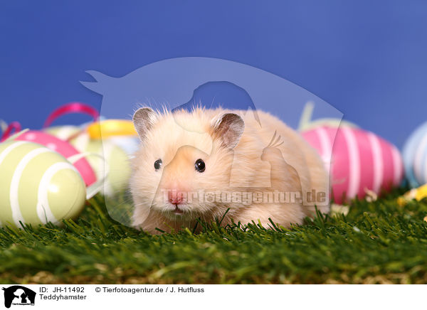 Teddyhamster / longhaired hamster / JH-11492