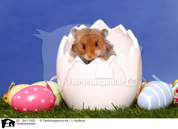 Teddyhamster / longhaired hamster / JH-11502