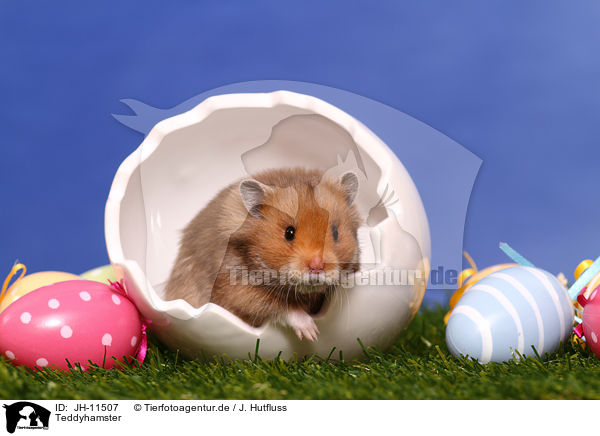 Teddyhamster / longhaired hamster / JH-11507