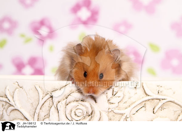 Teddyhamster / JH-18612