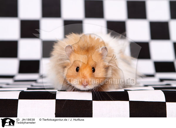 Teddyhamster / JH-18638