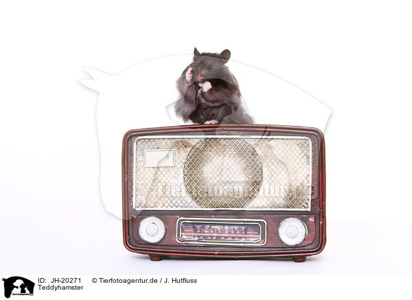 Teddyhamster / Teddy Bear Hamster / JH-20271