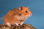 Teddyhamster