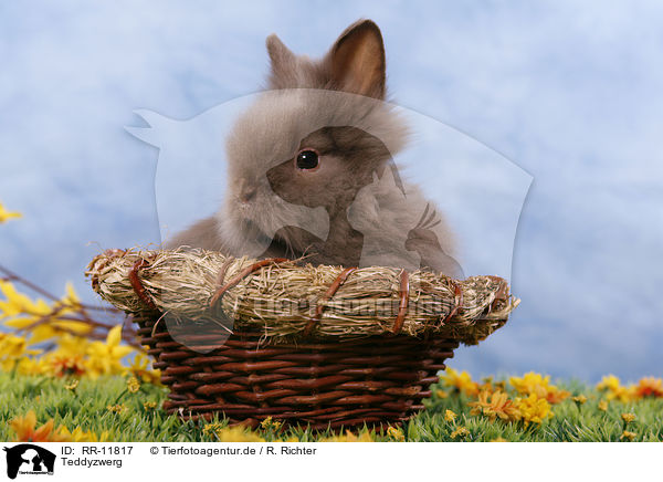 Teddyzwerg / pygmy bunny / RR-11817