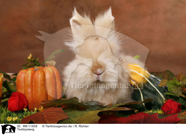 Teddyzwerg / pygmy bunny / RR-11858