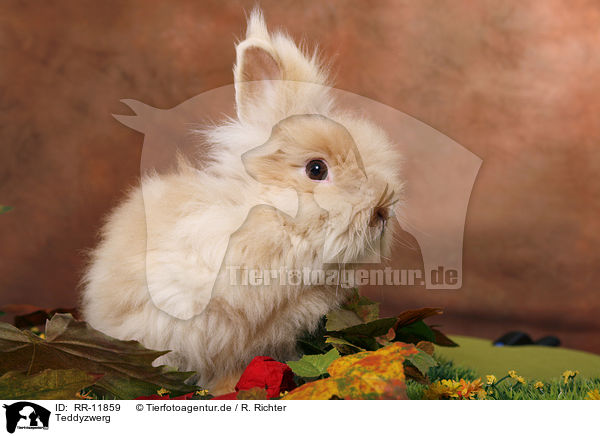 Teddyzwerg / pygmy bunny / RR-11859