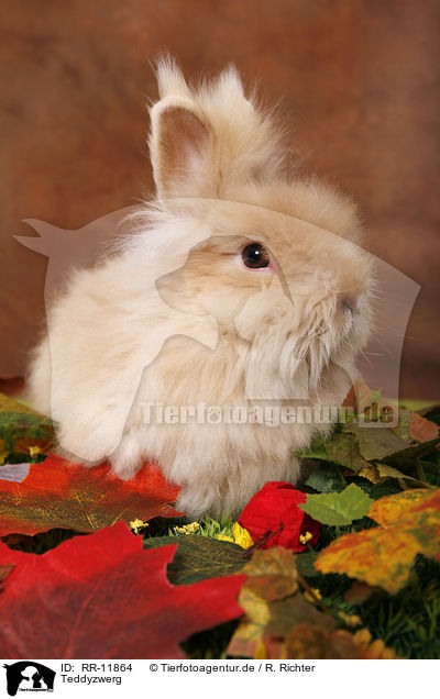 Teddyzwerg / pygmy bunny / RR-11864