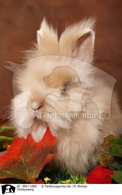 Teddyzwerg / pygmy bunny / RR-11866
