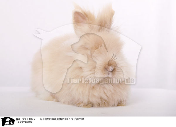 Teddyzwerg / pygmy bunny / RR-11872