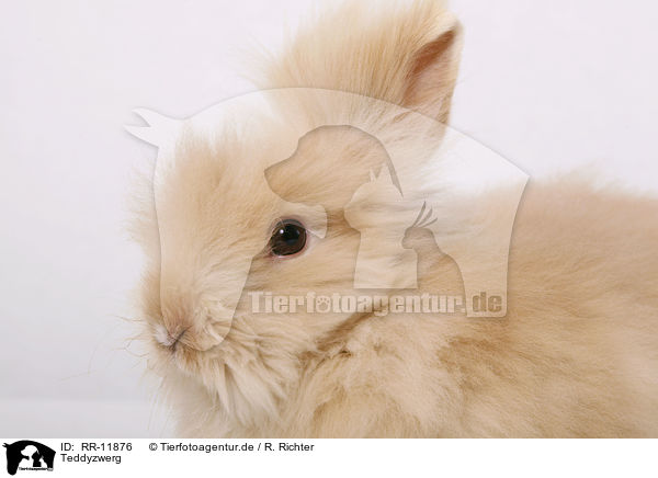Teddyzwerg / pygmy bunny / RR-11876