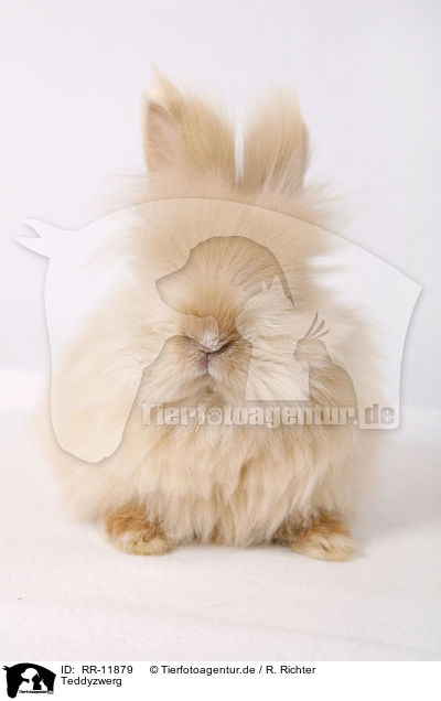 Teddyzwerg / RR-11879