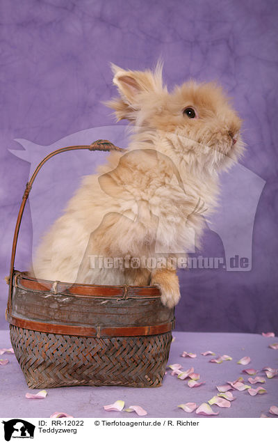 Teddyzwerg / pygmy bunny / RR-12022