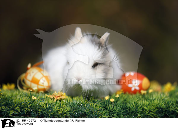 Teddyzwerg / RR-49572