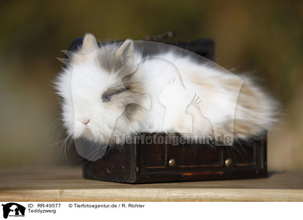 Teddyzwerg / dwarf rabbit / RR-49577