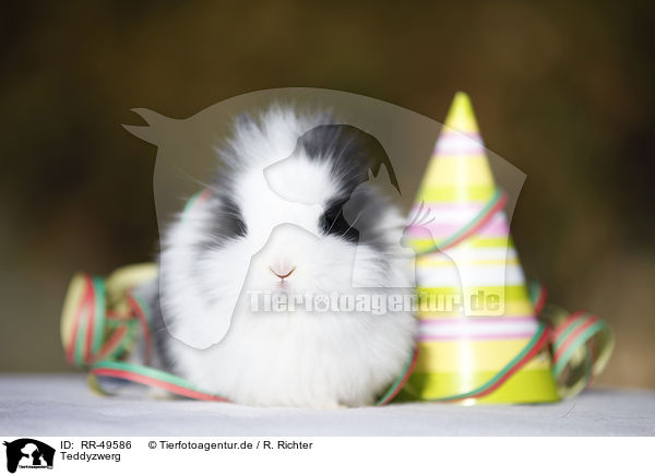 Teddyzwerg / RR-49586