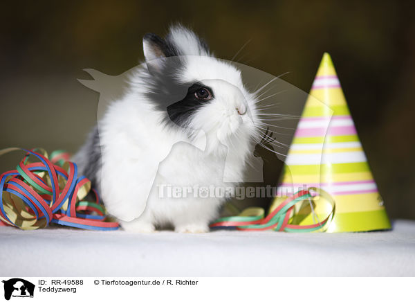 Teddyzwerg / RR-49588