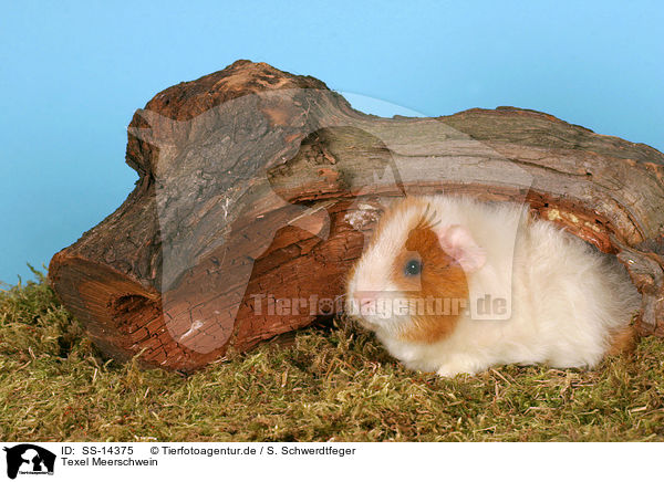 Texel Meerschwein / Texel guinea pig / SS-14375