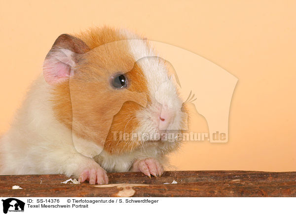 Texel Meerschwein Portrait / Texel guinea pig Portrait / SS-14376