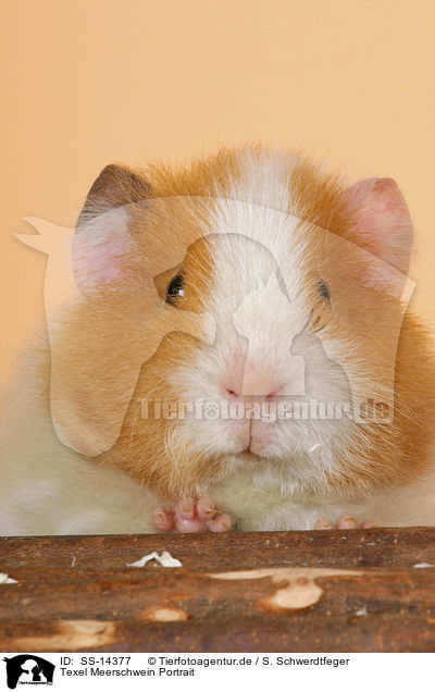 Texel Meerschwein Portrait / SS-14377