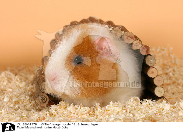 Texel Meerschwein unter Holzbrcke / Texel guinea pig in house / SS-14378