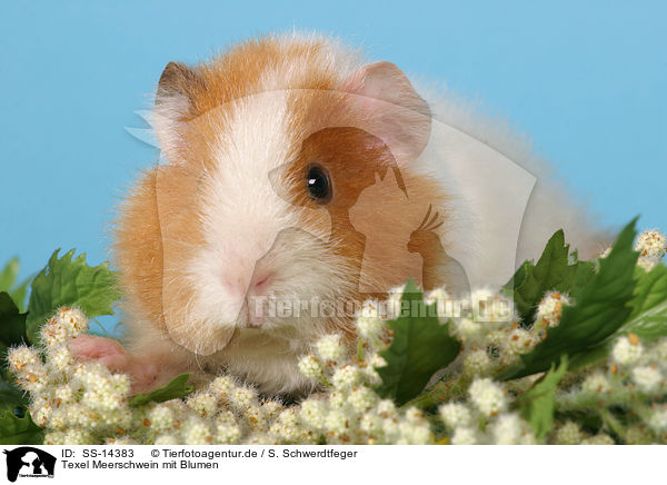 Texel Meerschwein mit Blumen / Texel guinea pig with flowers / SS-14383
