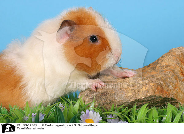 Texel Meerschwein / Texel guinea pig / SS-14385