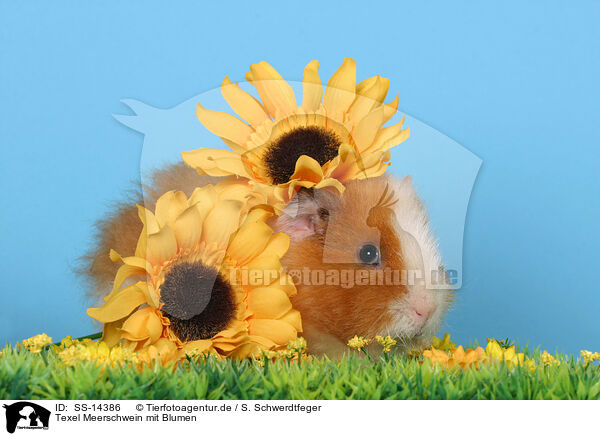 Texel Meerschwein mit Blumen / Texel guinea pig with flowers / SS-14386