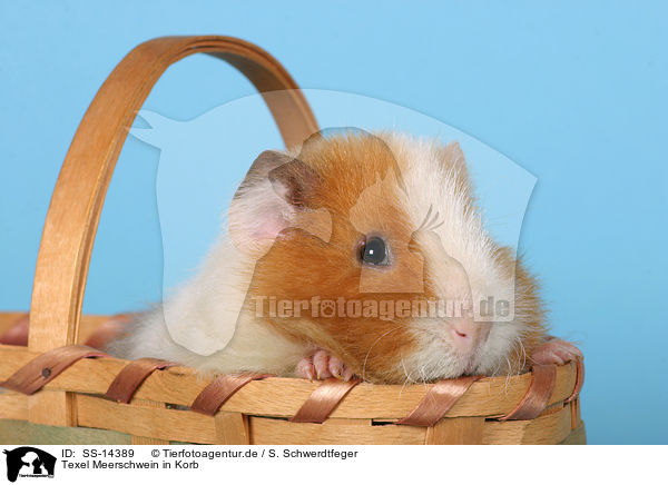 Texel Meerschwein in Korb / Texel guinea pig in basket / SS-14389