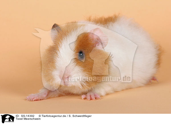 Texel Meerschwein / Texel guinea pig / SS-14392