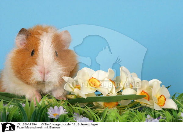 Texel Meerschwein mit Blumen / Texel guinea pig with flowers / SS-14394