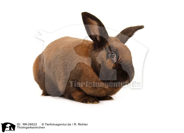 Thringerkaninchen / Thuringian / RR-28622