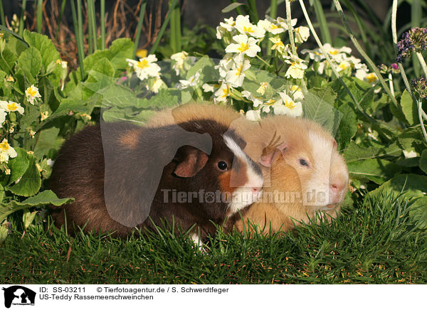 US-Teddy Rassemeerschweinchen / US-Teddy guinea pigs / SS-03211
