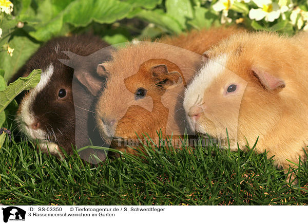 3 Rassemeerschweinchen im Garten / SS-03350