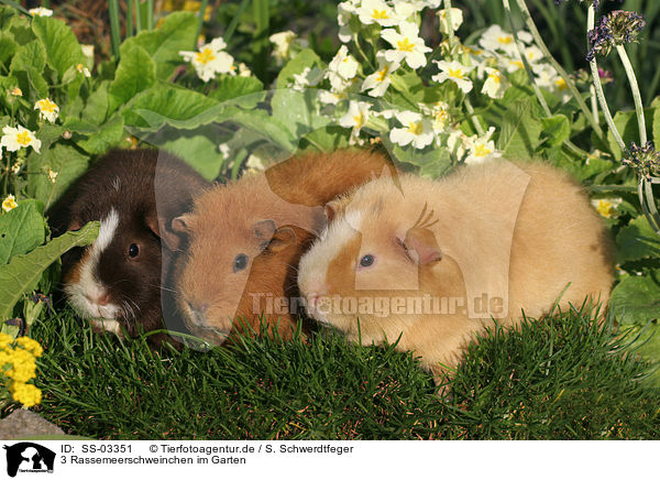 3 Rassemeerschweinchen im Garten / SS-03351