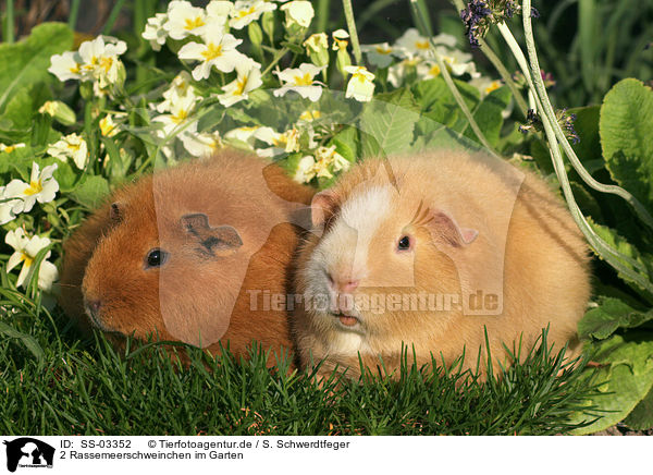 2 Rassemeerschweinchen im Garten / SS-03352