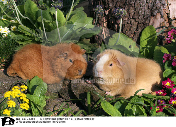 2 Rassemeerschweinchen im Garten / SS-03355