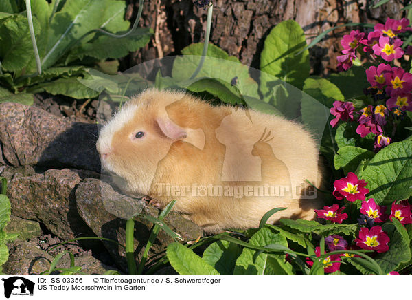 US-Teddy Meerschwein im Garten / SS-03356