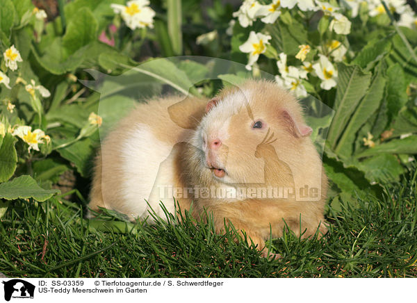 US-Teddy Meerschwein im Garten / SS-03359