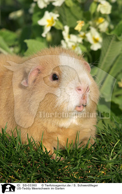 US-Teddy Meerschwein im Garten / us-teddy guinea pig in garden / SS-03360