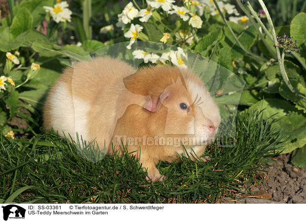 US-Teddy Meerschwein im Garten / SS-03361