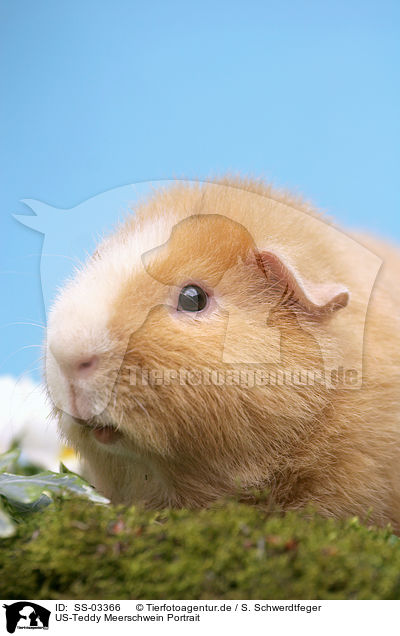 US-Teddy Meerschwein Portrait / SS-03366