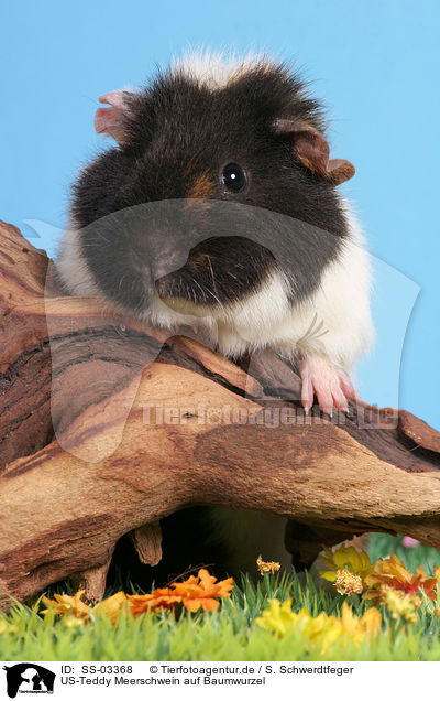 US-Teddy Meerschwein auf Baumwurzel / us-teddy guinea pig on tree root / SS-03368