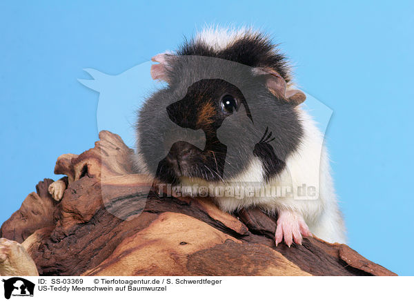 US-Teddy Meerschwein auf Baumwurzel / us-teddy guinea pig on tree root / SS-03369
