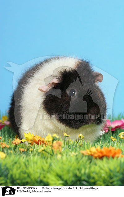 US-Teddy Meerschwein / SS-03372