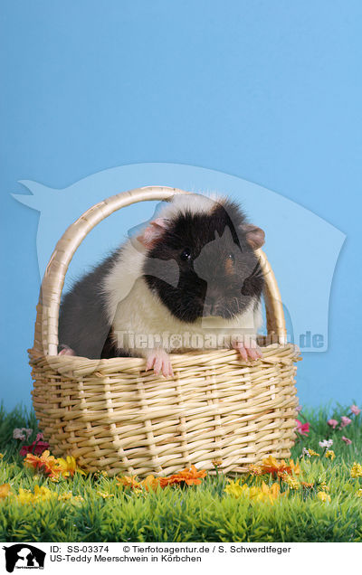 US-Teddy Meerschwein in Krbchen / us-teddy guinea pig in basket / SS-03374