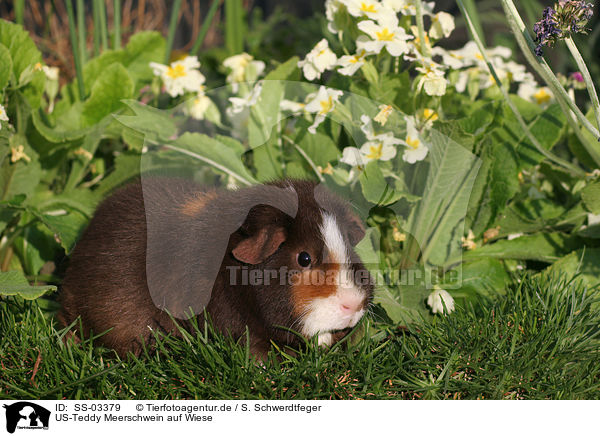 US-Teddy Meerschwein auf Wiese / us-teddy guinea pig in the meadow / SS-03379