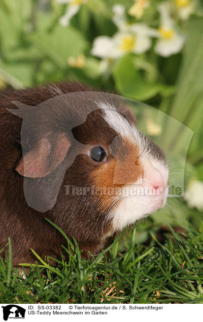 US-Teddy Meerschwein im Garten / us-teddy guinea pig in garden / SS-03382