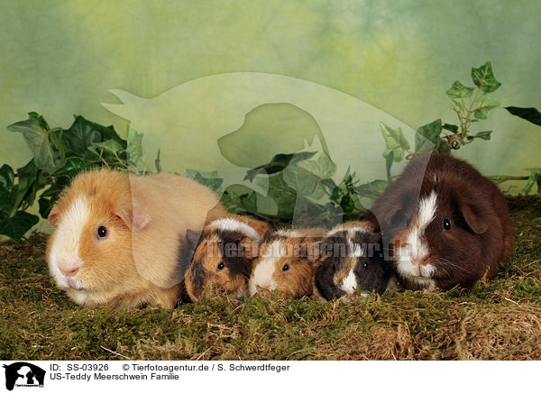 US-Teddy Meerschwein Familie / US-Teddy guinea pig family / SS-03926