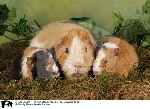 US-Teddy Meerschwein Familie / US-Teddy guinea pig family / SS-03927